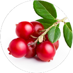 Bearberry