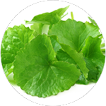 Centella