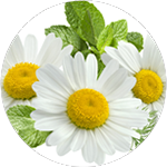 Chamomile