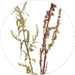 Rumex