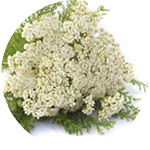 Yarrow